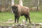 buffalo2.jpg (24369 bytes)