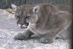 cougar.jpg (24256 bytes)