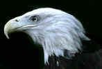 eagle2.jpg (18078 bytes)